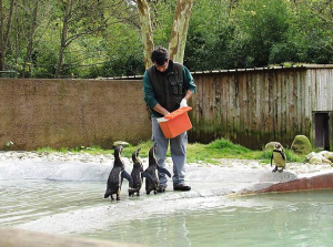 Clientes da Oficina dos Sorrisos visitaram o Zoo Santo Inácio - Tratador do zoo com as focas