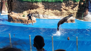 Clientes e técnicos da Oficina dos Sorrisos veem espetáculo com golfinhos no Algarve