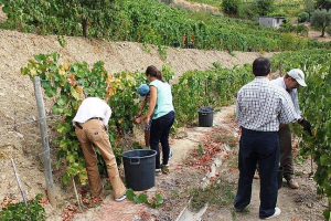 Oficina dos Sorrisos - Clientes e técnicos da A2000 nas vindimas